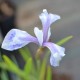 IRIS laevigata 'Mottled Beauty'