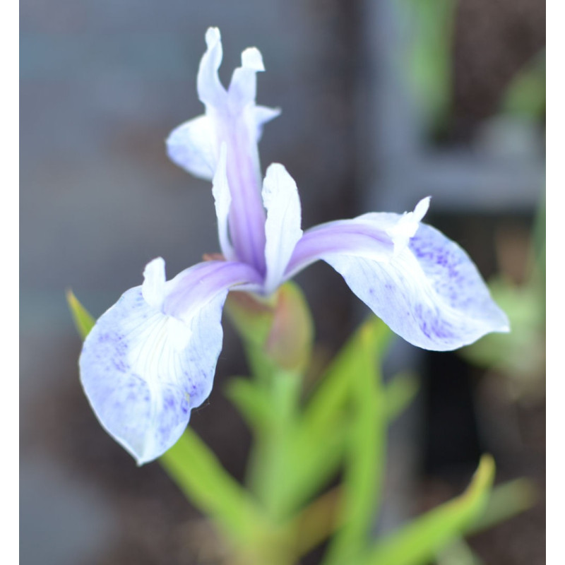 IRIS laevigata 'Mottled Beauty' IRIS laevigata 'Mottled Beauty'
