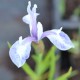 IRIS laevigata 'Mottled Beauty'