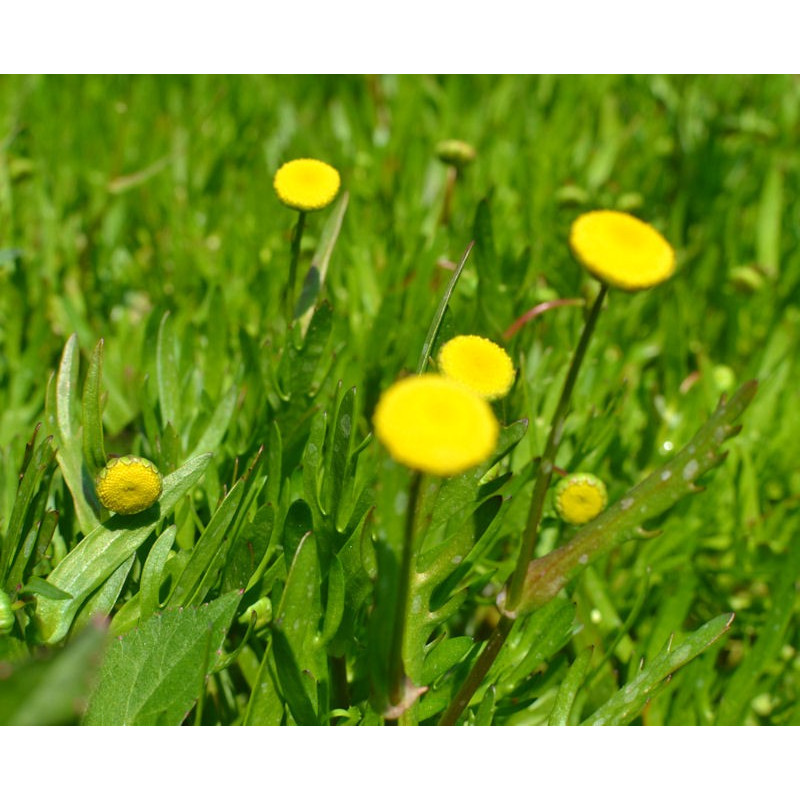 COTULA coronopifolia