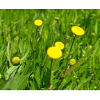 COTULA coronopifolia