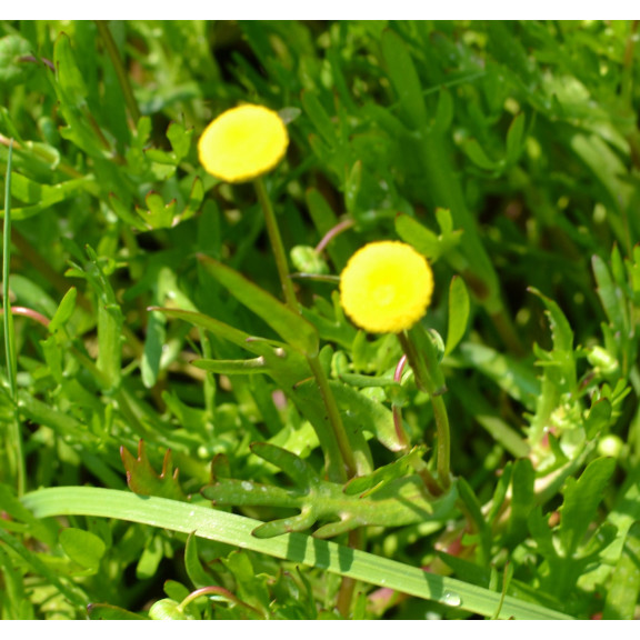 COTULA coronopifolia