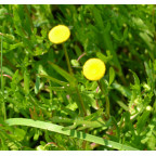 COTULA coronopifolia