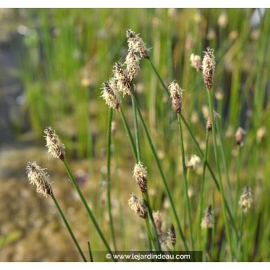 ELEOCHARIS palustris - Scirpe des marais