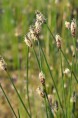 ELEOCHARIS palustris