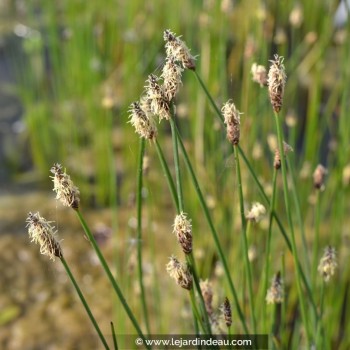 ELEOCHARIS palustris