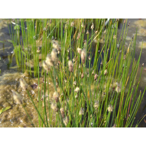 ELEOCHARIS palustris