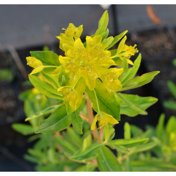 EUPHORBIA palustris