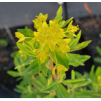 EUPHORBIA palustris