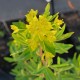 EUPHORBIA palustris