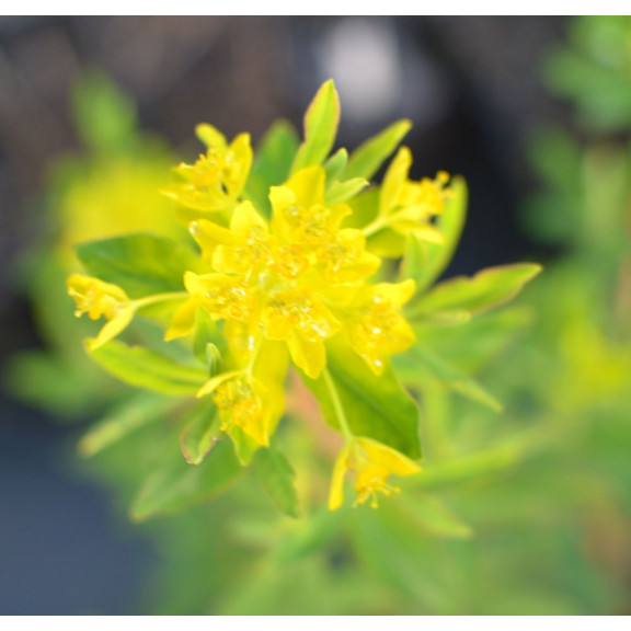 EUPHORBIA palustris