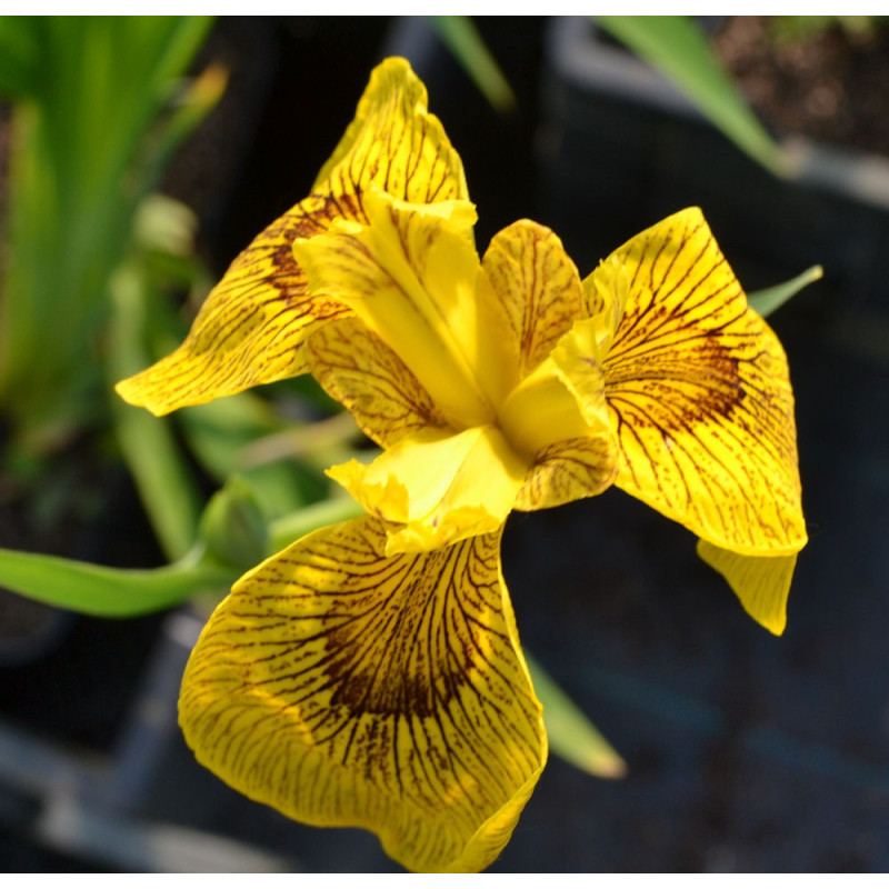IRIS pseudacorus 'Roy Davidson'