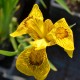 IRIS pseudacorus 'Roy Davidson'