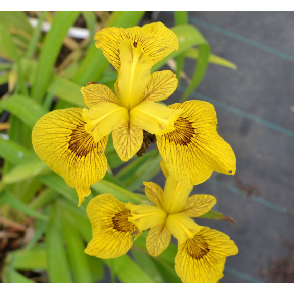IRIS pseudacorus 'Roy Davidson'