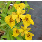 IRIS pseudacorus 'Roy Davidson'