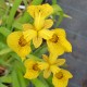 IRIS pseudacorus 'Roy Davidson'