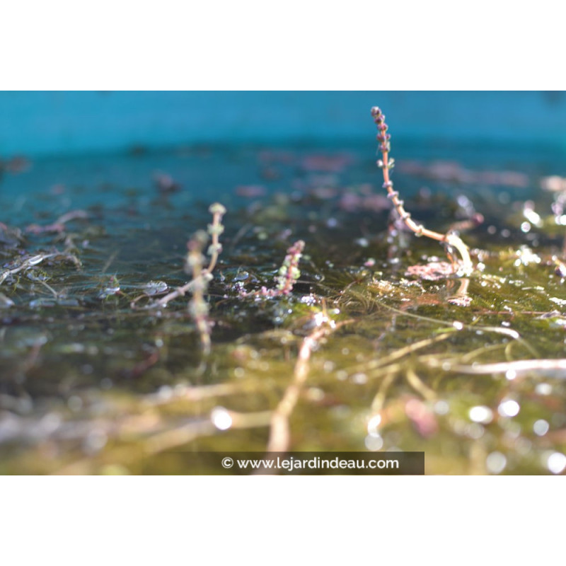 MYRIOPHYLLUM spicatum MYRIOPHYLLUM spicatum