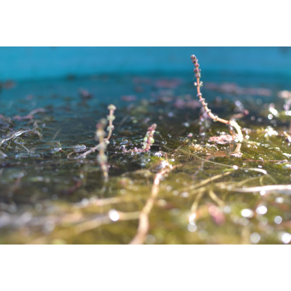 MYRIOPHYLLUM spicatum