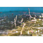 MYRIOPHYLLUM spicatum MYRIOPHYLLUM spicatum