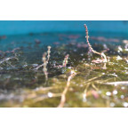 MYRIOPHYLLUM spicatum