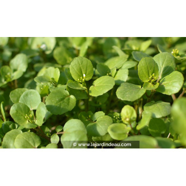 NASTURTIUM officinale