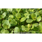 NASTURTIUM officinale