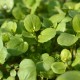 NASTURTIUM officinale