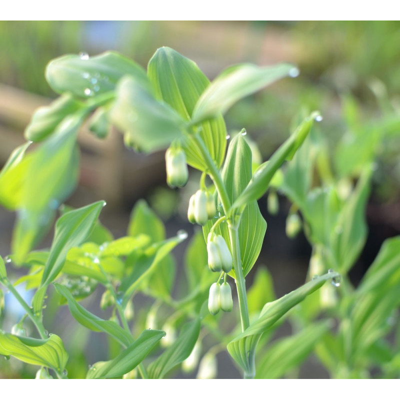 POLYGONATUM multiflorum f. giganteum