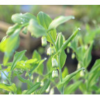 POLYGONATUM multiflorum f. giganteum