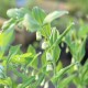 POLYGONATUM multiflorum f. giganteum