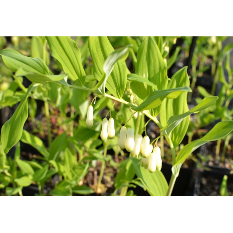 POLYGONATUM multiflorum f. giganteum