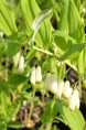 POLYGONATUM multiflorum f. giganteum