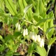 POLYGONATUM multiflorum f. giganteum