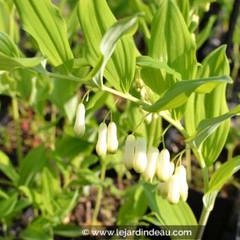 POLYGONATUM multiflorum f. giganteum