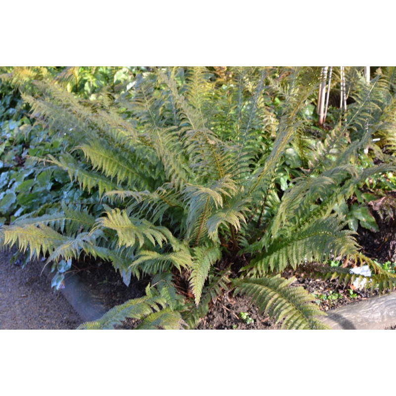 POLYSTICHUM munitum