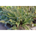 POLYSTICHUM munitum