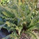 POLYSTICHUM munitum
