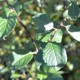 SALIX caprea