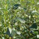 SALIX caprea