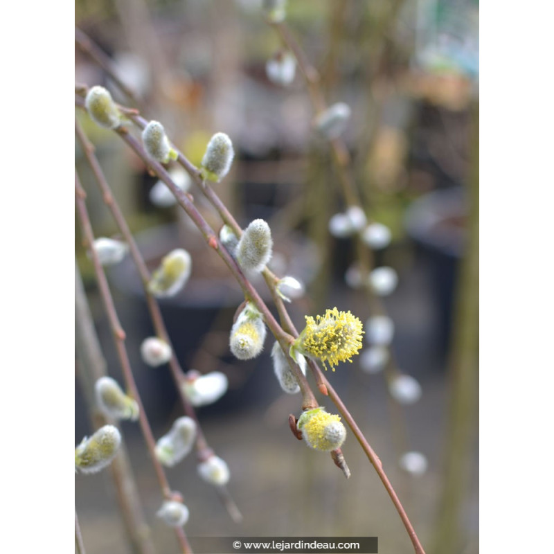 SALIX caprea