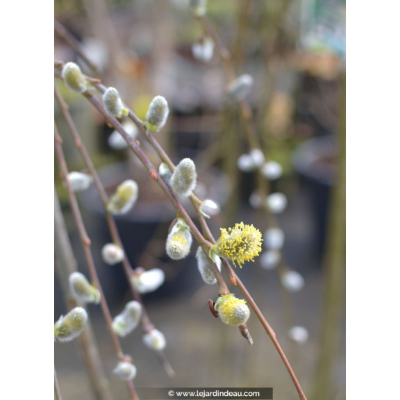 SALIX caprea