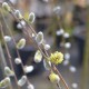 SALIX caprea