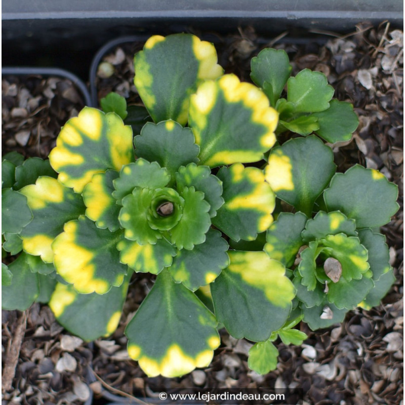 SAXIFRAGA x urbium 'Aureopunctata'
