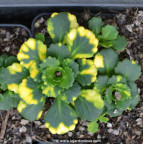 SAXIFRAGA x urbium 'Aureopunctata'