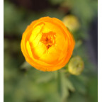 TROLLIUS x cultorum 'Etna'