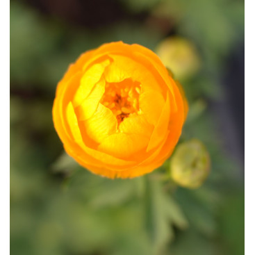 TROLLIUS x cultorum \'Etna\'