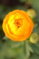 TROLLIUS x cultorum 'Etna'