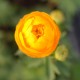 TROLLIUS x cultorum 'Etna'