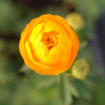 TROLLIUS x cultorum &#039;Etna&#039;