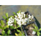 VALERIANA phu 'Aurea'